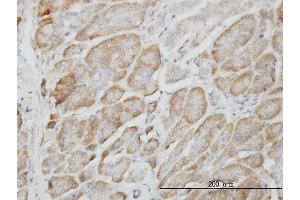 Immunoperoxidase of monoclonal antibody to RAPGEF6 on formalin-fixed paraffin-embedded human pancreas.
