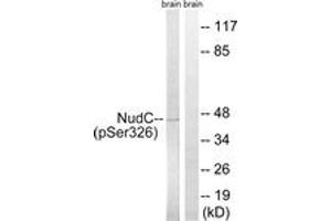Western blot analysis of extracts from rat brain, using NudC (Phospho-Ser326) Antibody. (NUDC anticorps  (pSer326))