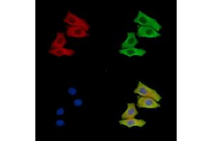 ABIN7096604 and ABIN7100668 staining HepG2 cells by IF/ICC.