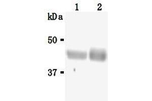 Western Blotting (WB) image for anti-Sialidase 3 (Membrane Sialidase) (Neu3) antibody (ABIN1449196) (Neu3 anticorps)
