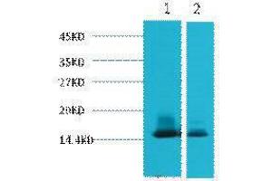 Western Blotting (WB) image for anti-Lactalbumin, alpha- (LALBA) antibody (ABIN3181154) (LALBA anticorps)