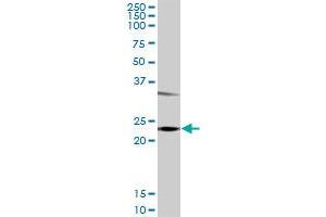 GSTP1 MaxPab rabbit polyclonal antibody.