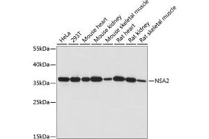 Western blot analysis of extracts of various cell lines, using NS antibody (ABIN7268964) at 1:1000 dilution. (NSA2 anticorps  (AA 1-260))