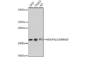 Western blot analysis of extracts of various cell lines, using NDUF/NDUF/GRIM19 Rabbit mAb (ABIN7268800) at 1:1000 dilution. (NDUFA13 anticorps)
