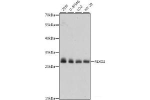Western blot analysis of extracts of various cell lines using REXO2 Polyclonal Antibody at dilution of 1:1000. (REXO2 anticorps)