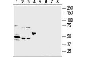Western blot analysis of mouse heart lysate (lanes 1 and 5), mouse brain lysate (lanes 2 and 6), rat brain lysate (lanes 3 and 7) and rat lung lysate (lanes 4 and 8): - 1-4.