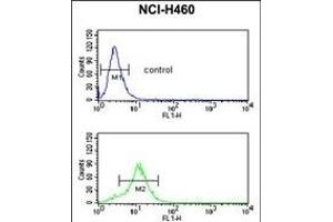 GDHS Antibody (Center) 8610c flow cytometric analysis of NCI- cells (bottom histogram) compared to a negative control cell (top histogram).