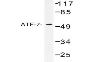 Image no. 1 for anti-Activating Transcription Factor 7 (ATF7) antibody (ABIN272174) (ATF7 anticorps)