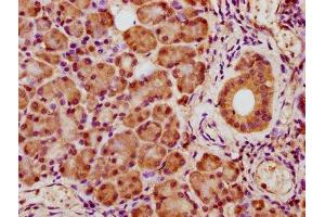 IHC image of ABIN7166927 diluted at 1:400 and staining in paraffin-embedded human pancreatic tissue performed on a Leica BondTM system.