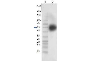 Western Blot of Rabbit Anti-KLF4 Antibody - Western Blot of Rabbit Anti-KLF4 Antibody. (KLF4 anticorps  (N-Term))