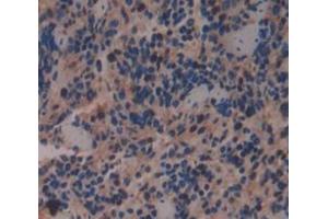 IHC-P analysis of Kidney tissue, with DAB staining. (Geminin anticorps  (AA 1-206))