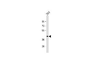 anti-GIPC PDZ Domain Containing Family, Member 2 (GIPC2) (AA 252-279), (C-Term) antibody