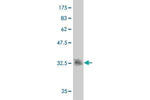 Western Blot detection against Immunogen (35.