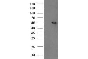 Western Blotting (WB) image for anti-Glucosidase, Beta, Acid 3 (Cytosolic) (GBA3) (AA 1-150), (AA 370-469) antibody (ABIN1490582) (GBA3 anticorps  (AA 1-150, AA 370-469))
