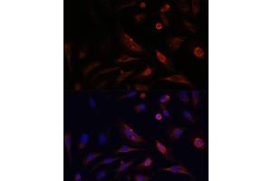 Immunofluorescence analysis of U2OS cells using CLDN5 antibody (ABIN6127705, ABIN6138692, ABIN6138693 and ABIN6214365) at dilution of 1:100.