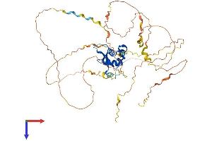 AlphaFold protein structure predicition of Mouse Recombinant Foxc2 Protein, UniprotID Q61850