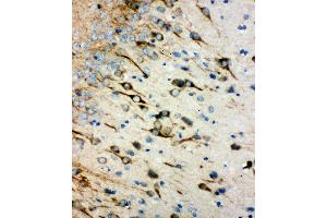 Anti-muscarinic Acetylcholine Receptor 1 antibody, IHC(P) IHC(P): Rat Brain Tissue (CHRM1 anticorps  (C-Term))