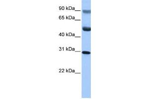 Western Blotting (WB) image for anti-GID Complex Subunit 4, VID24 Homolog (GID4) antibody (ABIN2459711) (GID4 anticorps)