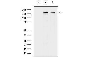 Western blot analysis of lysates from various samples, using MRC2 Antibody.