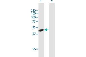 Western Blot analysis of TSPYL3 expression in transfected 293T cell line by TSPYL3 MaxPab polyclonal antibody. (TSPY-Like 3 anticorps  (AA 1-355))