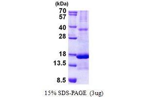 Retinoic Acid Receptor Responder (Tazarotene Induced) 2 (RARRES2) (AA 21-157) protein (His tag)