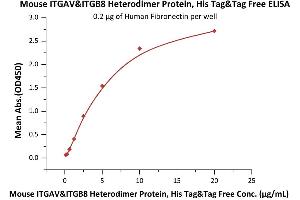 Immobilized Human Fibronectin at 2 μg/mL (100 μL/well) can bind Mouse ITGAV&ITGB8 Heterodimer Protein, His Tag&Tag Free (ABIN6731263,ABIN6809904) with a linear range of 0. (ITGAV/ITGB8 Protein (AA 31-988) (His tag))