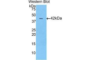 Western Blotting (WB) image for anti-Fatty Acid Binding Protein 3, Muscle and Heart (FABP3) (AA 1-133) antibody (ABIN1858781)