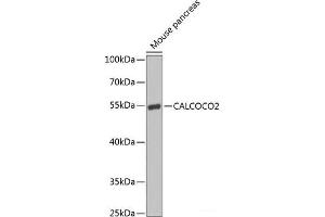 Western blot analysis of extracts of Mouse pancreas using CALCOCO2 Polyclonal Antibody at dilution of 1:1000. (CALCOCO2 anticorps)