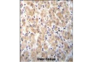 BPN1L Antibody (Center) (ABIN655857 and ABIN2845264) immunohistochemistry analysis in formalin fixed and raffin embedded human liver tissue followed by peroxidase conjugation of the secondary antibody and DAB staining.
