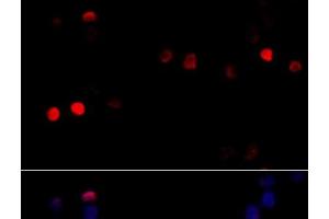 Immunofluorescence analysis of 293T cells using CCNG1 Polyclonal Antibody at dilution of 1:100 (40x lens). (Cyclin G1 anticorps)