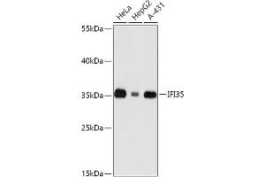 Western blot analysis of extracts of various cell lines, using IFI35 antibody (ABIN7267962) at 1:1000 dilution. (IFI35 anticorps  (AA 1-288))
