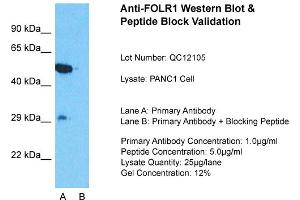 Host:  Rabbit  Target Name:  FOLR1  Sample Type:  PANC1 Whole Cell  Lane A:  Primary Antibody  Lane B:  Primary Antibody + Blocking Peptide  Primary Antibody Concentration:  1ug/ml  Peptide Concentration:  5ug/ml  Lysate Quantity:  25ug/lane/Lane  Gel Concentration:  0. (FOLR1 anticorps  (Middle Region))
