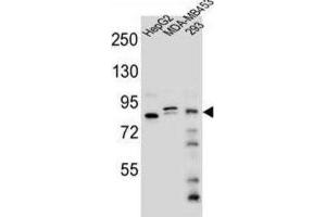Western Blotting (WB) image for anti-KAT8 Regulatory NSL Complex Subunit 3 (KANSL3) antibody (ABIN2995818)