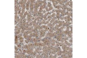 Immunohistochemical staining of human ovary with C9 polyclonal antibody  shows strong cytoplasmic positivity in follicle cells at 1:10-1:20 dilution. (C9 anticorps)
