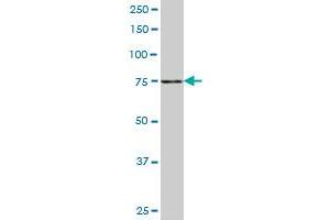 SLC4A8 monoclonal antibody (M05), clone 1G10.