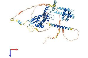 AlphaFold protein structure predicition of Human Recombinant CDT1 Protein, UniprotID Q9H211
