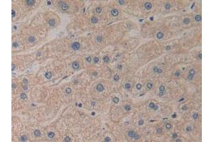 DAB staining on IHC-P; Samples: Human Liver Tissue (PROK2 anticorps  (AA 30-128))