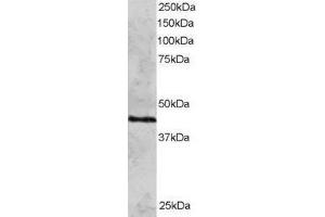 Western Blotting (WB) image for DNA Repair Protein RAD51 Homolog 3 (RAD51C) peptide (ABIN370421) (DNA Repair Protein RAD51 Homolog 3 (RAD51C) Peptide)
