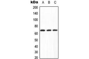 Western blot analysis of PPP2R1B expression in HeLa (A), Raw264. (PPP2R1B anticorps  (C-Term))