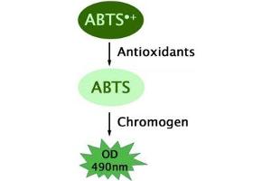 TEAC Assay Principle. (OxiSelect™ Trolox Equivalent Antioxidant Capacity (TEAC) Assay Kit (ABTS))