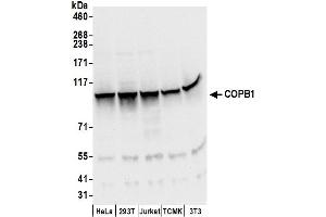 anti-Coatomer Protein Complex, Subunit beta 1 (COPB1) (AA 903-853) antibody