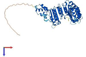 AlphaFold protein structure predicition of Human Recombinant FBXL3 Protein, UniprotID Q9UKT7