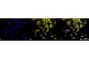 Immunocytochemistry/Immunofluorescence analysis using Mouse Anti-HO-1 Monoclonal Antibody, Clone 1F12-A6 .