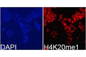 Immunofluorescence analysis of 293T cell usingH4K20me1 antibody. (Histone anticorps)