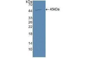 Detection of Recombinant AQP4, Human using Polyclonal Antibody to Aquaporin 4 (AQP4) (Aquaporin 4 anticorps  (AA 178-317))