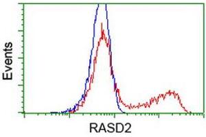 HEK293T cells transfected with either RC201454 overexpress plasmid (Red) or empty vector control plasmid (Blue) were immunostained by anti-RASD2 antibody (ABIN2453960), and then analyzed by flow cytometry. (RASD2 anticorps)