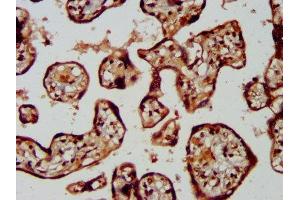 IHC image of ABIN7158186 diluted at 1:400 and staining in paraffin-embedded human placenta tissue performed on a Leica BondTM system. (LRRC45 anticorps  (AA 222-357))