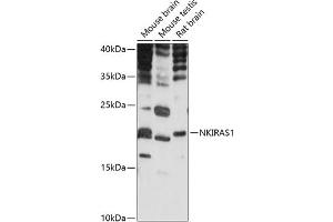Western blot analysis of extracts of various cell lines, using NKIR antibody (ABIN7268903) at 1:1000 dilution. (NKIRAS1 anticorps  (AA 118-192))