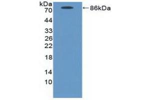 Detection of Recombinant ICAM1, Canine using Polyclonal Antibody to Intercellular Adhesion Molecule 1 (ICAM1) (ICAM1 anticorps  (AA 25-531))