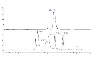 The purity of Human BCMA, Fc Tag (ABIN2180645,ABIN2180644) was greater than 90 % as determined by .